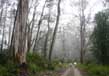 Victoria Forest