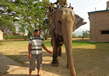 elephant-safari1