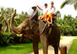 elephant-safari2