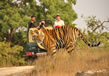 tiger-safari1