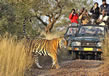 tiger-safari3