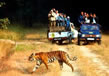 tiger-safari4