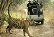 tiger-safari5