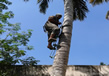 tree-climbing4