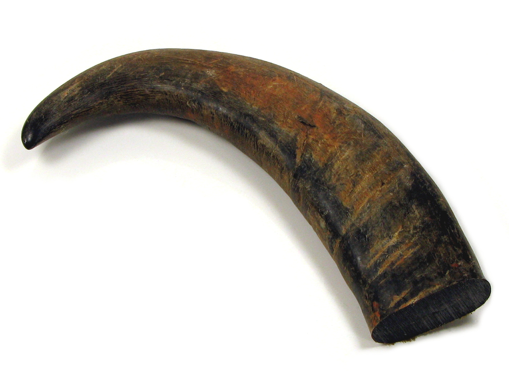 Buffalo Horn 1
