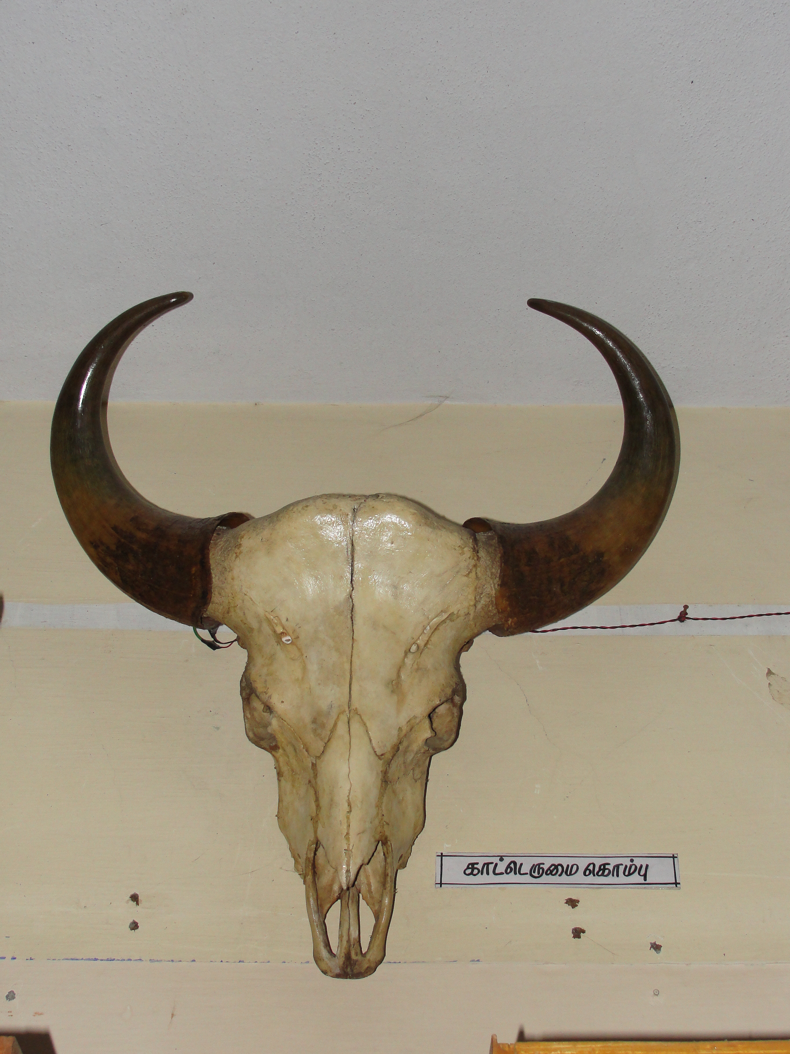 Buffalo Horn 2