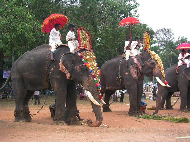 Elephants 4