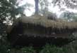 Tree houses in kerala 4