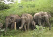 Kaziranga Wildlife Sanctuary 1