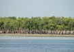 Sundarbans National Park 4