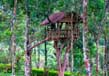 Tree houses in kerala 5
